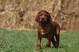 SETTER IRLANDAIS 169